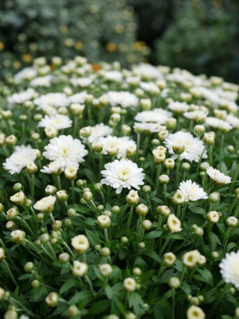 Zeit für Chrysanthemen! die pottblume Ihr Gartencenter